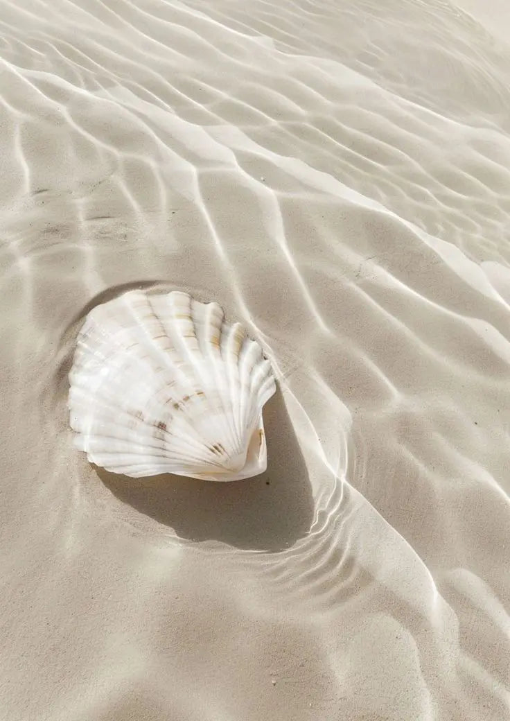 Coquillage sur une plage de sable représentant la famille des parfums solaires